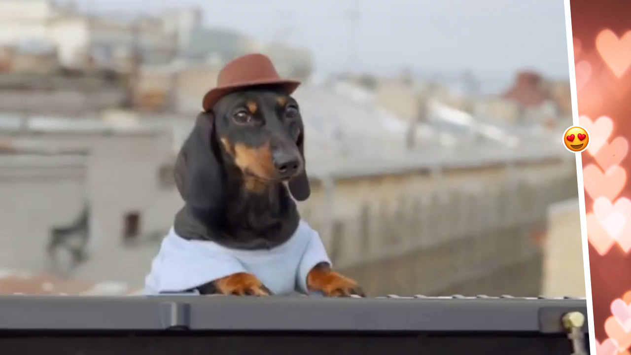 Такса с синтезатором Swag Dog покоряет тикток в образе диджея. Стучит по клавишам, отжигая под хиты